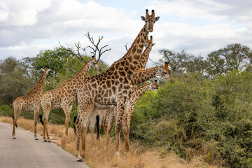 Group of giraffes in the road
