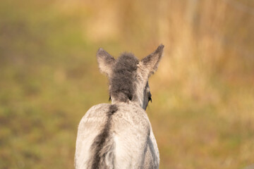 Head of a konik horse foal, seen from behind. The young animal in the golden reed © Dasya - Dasya