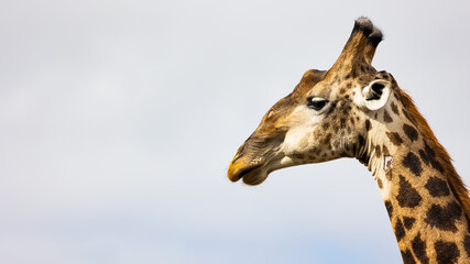 a giraffe face close up
