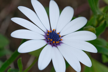 Obraz premium Flor macro 2