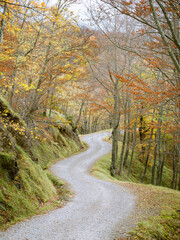 Appennino Tosco-Emiliano - Campigna - Strada sterrata nel bosco in autunno