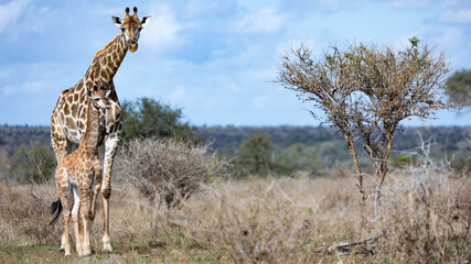 a Giraffe mother and baby