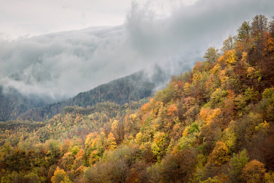 Appennino Tosco-Emiliano - Campigna - Bosco in autunno