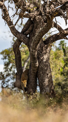 Leopard male climbing down a big tree
