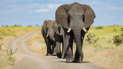 Naklejka na ściany i meble African elephants walking down the gravel road