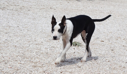  American Staffordshire terrier, a beautiful and playful 4 month old puppy, white with black prints, goes on alert, in the countryside, in Greece.
