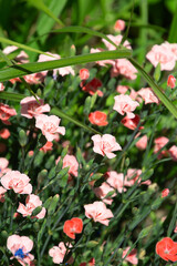 lovely Dianthus gratianopolitanus grandiflorus in the springtime sun with tiny flowers