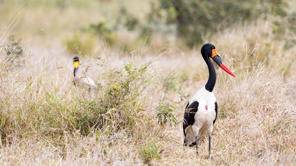a pair of saddle billed storks