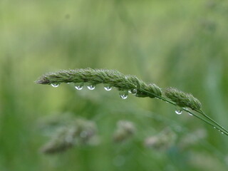 dew drops on grass