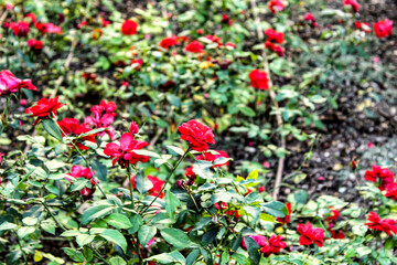 Red roses in the garden in Spain