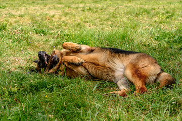 closeup, portrait, front of a German grass dog standing in the grass looking straight into the camera with its mouth ajar and the league out