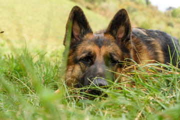 German grass dog lying in the field facing the camera, with its head fully resting on the grass as if distracted, its ears almost pricked