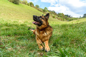 front photo of a German grass dog lying in the grass in a sphinx pose, looking up to the left of the photo, while holding a stick in his hands, background a small valley and the blue sky with white cl