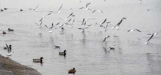 Seagull flying at seaside in the Kyiv sea