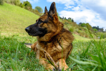 close-up, portrait, from the front of a German grass dog lying in the grass in a sphinx pose, looking to the left of the photo, with its mouth closed serious and serene. While holding a stick in your 