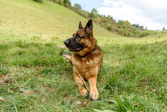 front photo of a German grass dog lying in the grass in a sphinx pose, looking up to the left of the photo, while holding a stick in his hands, background a small valley and the blue sky with white cl