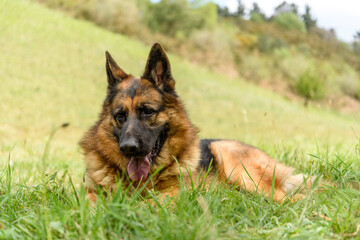 portrait of German Shepherd dog lying down looking at the ground off camera, with the head cocked, the mouth ajar and the tongue slightly sticking out, ears pricked and gaze calm,