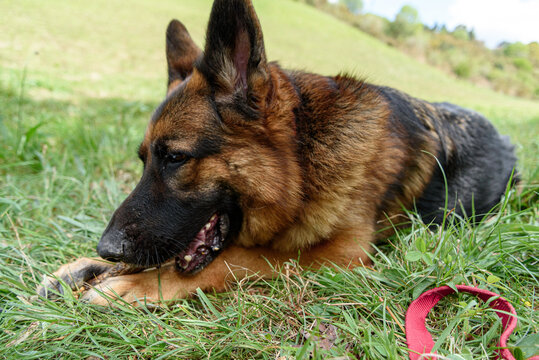close-up portrait of a German Shepherd dog lying in the grass facing the camera with its head on one side, holding a stick firmly in its hands while biting it