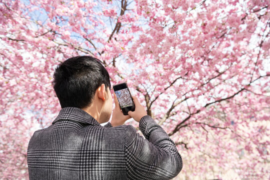 Man photographing cherry blossom with phone