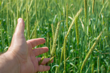 green wheat field and hand.
