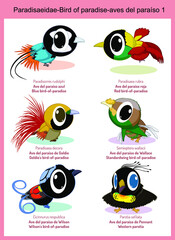 Wild world bird of paradise cartoons, cute wild animals in vector with scientific name, and common name in English and Spanish.