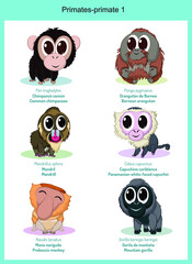 Wild world primate cartoons, cute wild animals in vector with scientific name, and common name in English and Spanish.