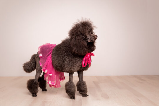Large brown standard French poodle portrait