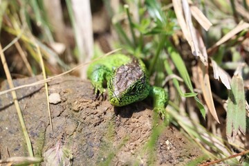 Zauneidechse beim Sonnenbaden