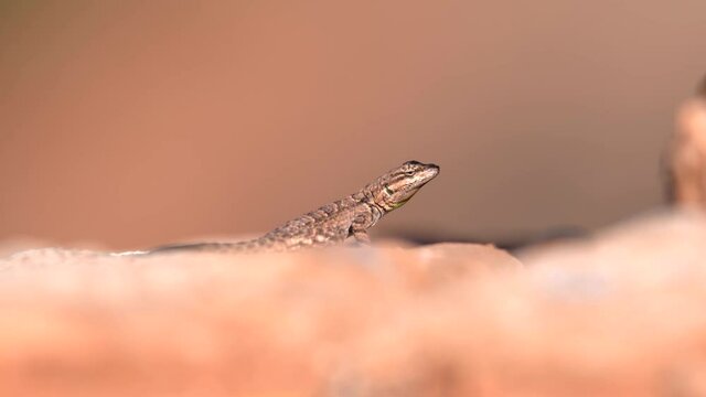 Closeup view of desert lizard