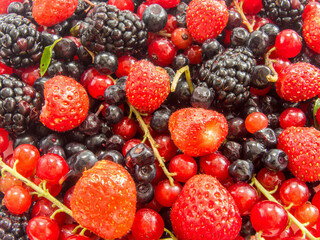 close up assorted forest fruits