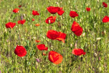 Fototapeta na wymiar Detail of a meadow with wonderful red blooming poppies near Ingelheim am Rhein / Germany 