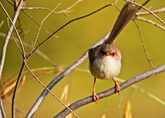 Female fairy wren