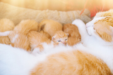 Newborn baby red cat drink their mother's milk. Cat feeding small cute ginger kitten. Domestic...