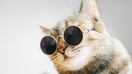 Portrait of a serious cat wearing stylish round glasses.
