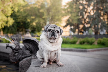 Old pug dog in the park