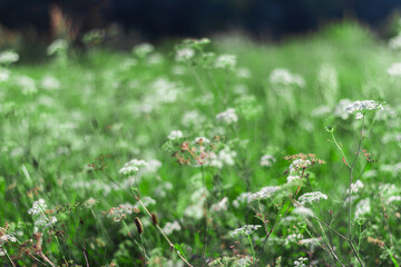Meadow flowers in the field.