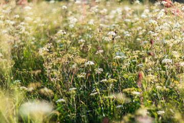 Beautiful meadow flowers.