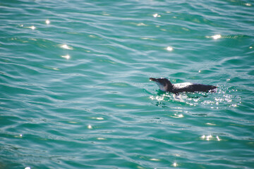 Penguin in water, Akaroa cruise ship, New Zealand