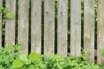 Old wooden picket fence surrounded by green grass