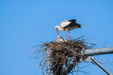Stork with chick in nest