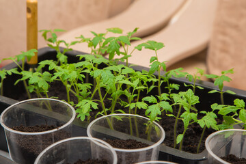 Green seedlings of tomatoes in a box and empty transparent pots nearby. The concept of agriculture, farming, growing vegetables. Young green seedlings of vegetable plants.