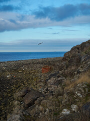 Fototapeta na wymiar A silhouetted gull flys over the rugged, rocky South Gare coastline near the waters of the Tees Estuary under a partly clouded, powder-blue winter sky.