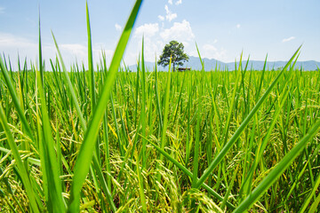 Obraz premium Green grassland blue grass on the farm Sky clouds cloudy backgrounds.