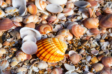 Top view of seashells close up on the mediterranean coast