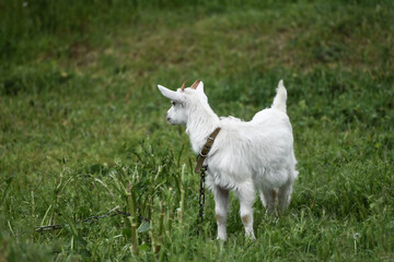 Obraz premium White small goat outdoors, farming 