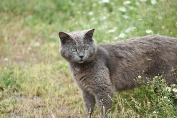 Naklejka na ściany i meble Grey cat resting outdoors in grass,wildlife photo