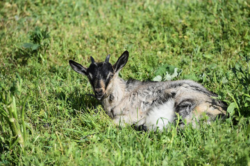 Naklejka na ściany i meble Black and white small goat resting outdoors, farming 