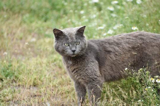 Grey cat resting outdoors in grass,wildlife photo
