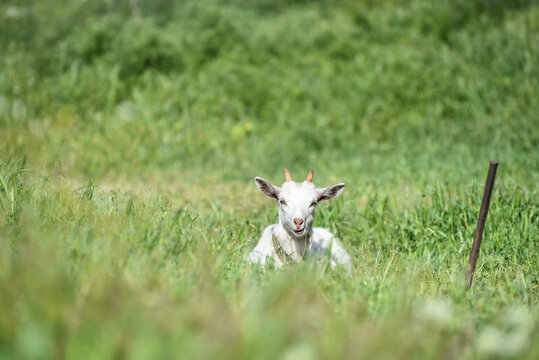 White small goat outdoors, farming 