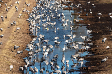 High angle view of birds in lake